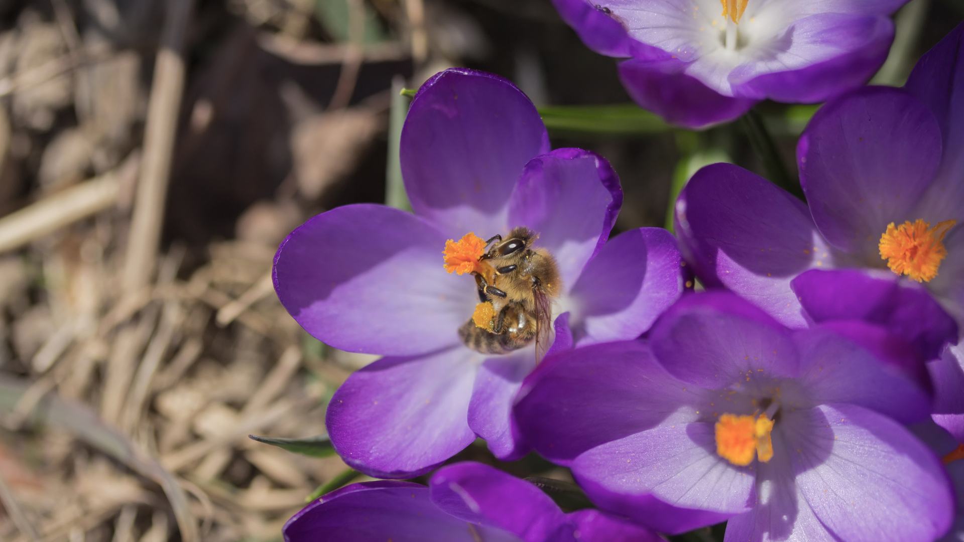 Api durante l'impollinazione dello zafferano