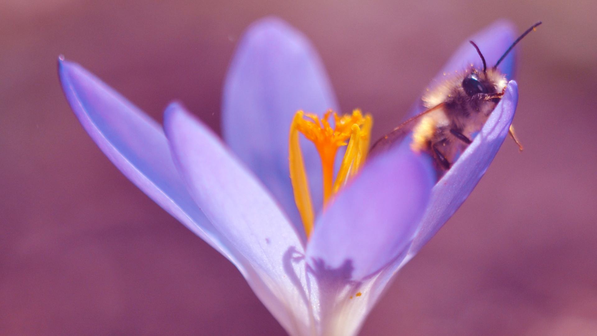 Ape nel fiore di zafferano