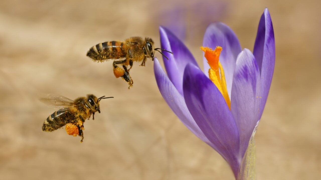 Api che impollinano un fiore di zafferano