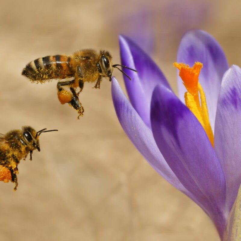 Api che impollinano un fiore di zafferano