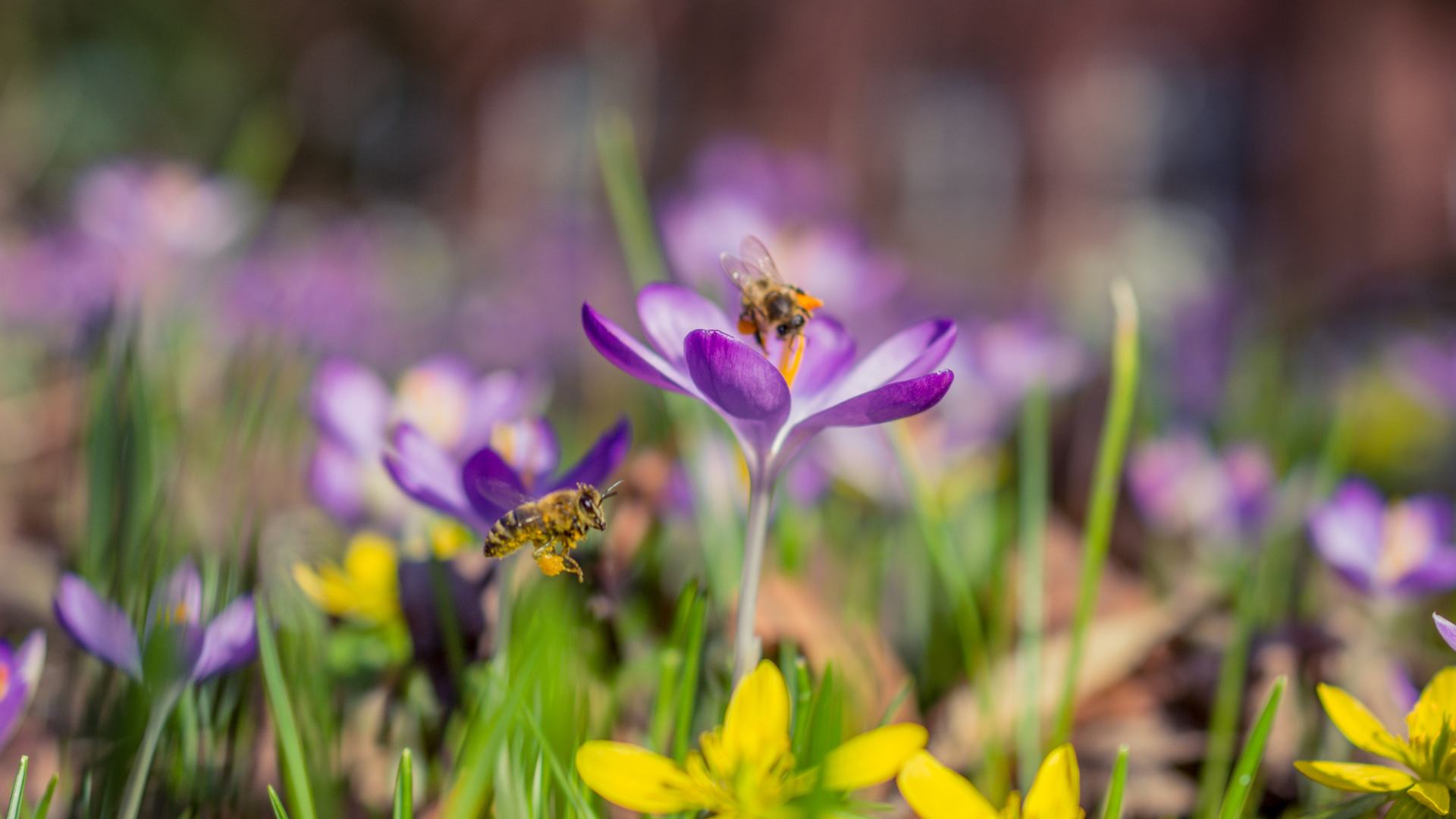 Campo di zafferano e api che impollinano 