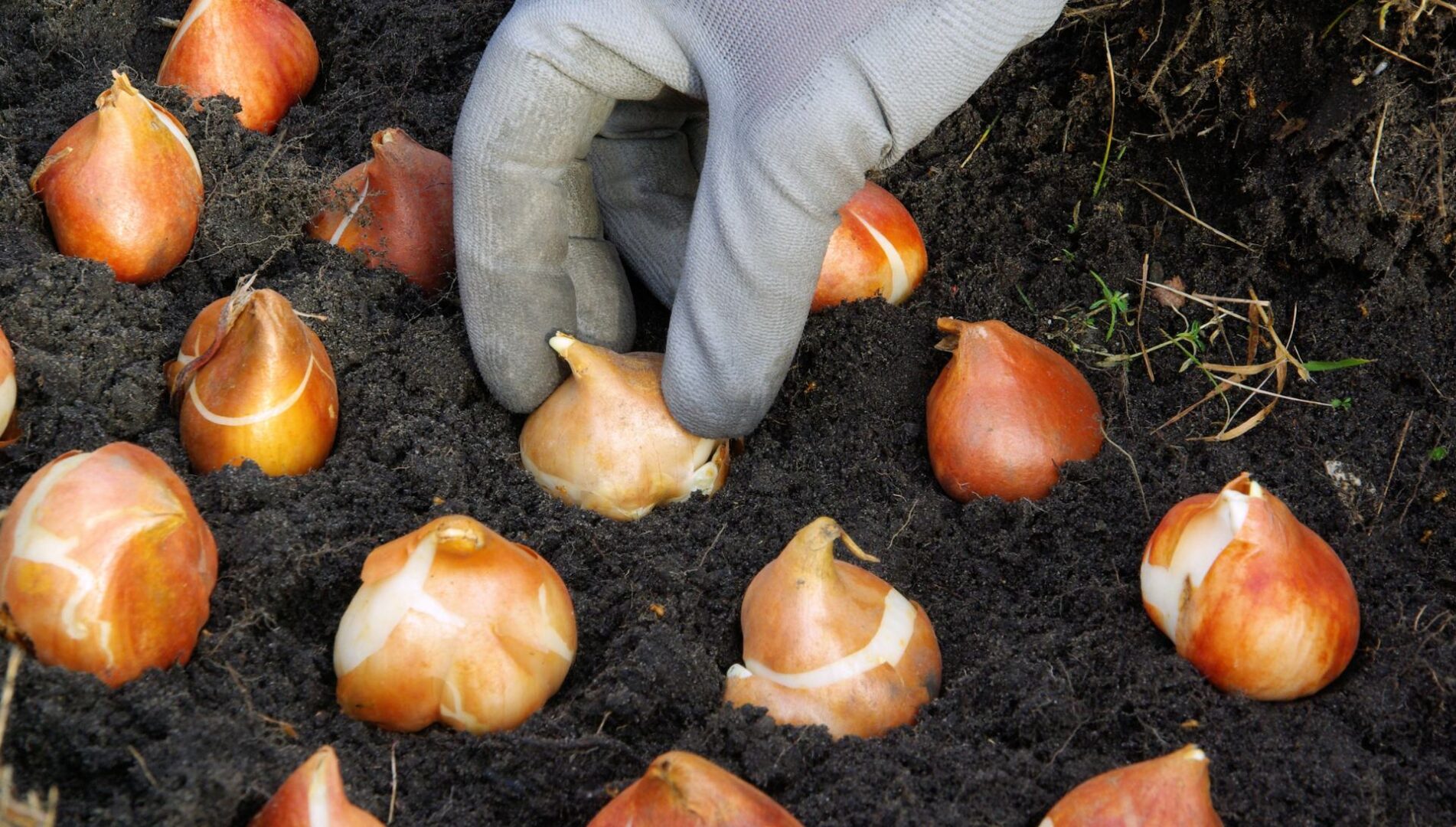 Mano intenta a posizionare i bulbi di zafferano nel terreno