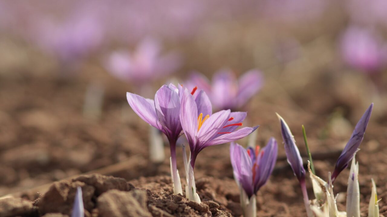 Campo di zafferano con fiori piantati