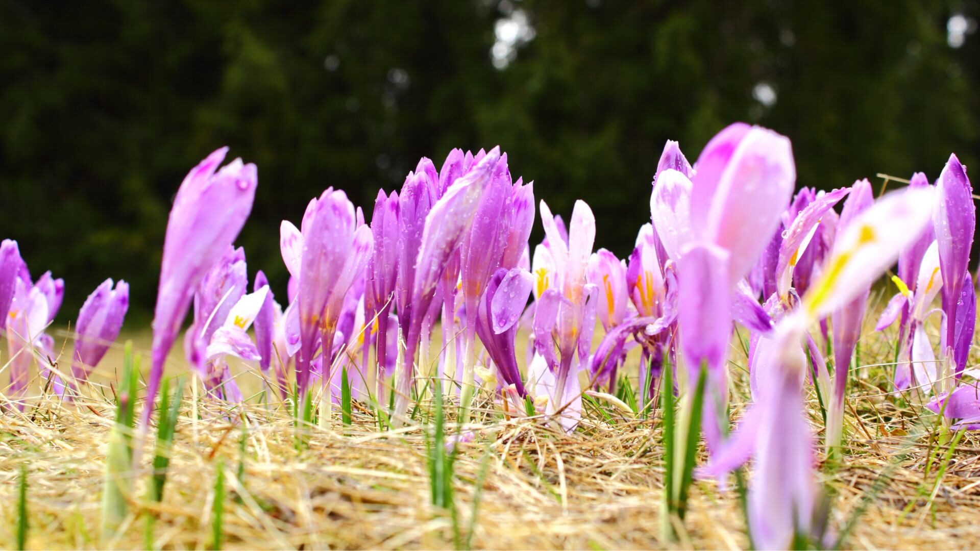 Pianta crocus sativus