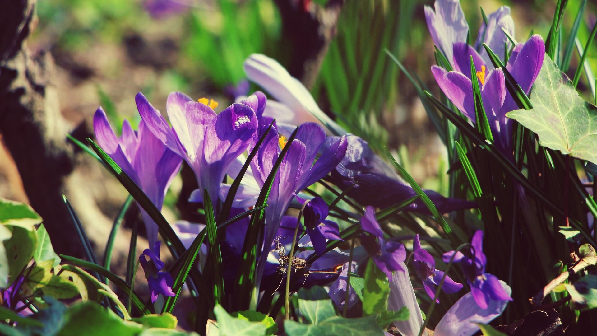 Fiori di crocus vernus: falso zafferano