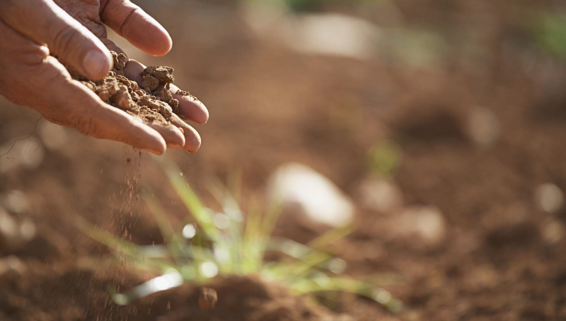 Cura del terreno in cui è piantato lo zafferano