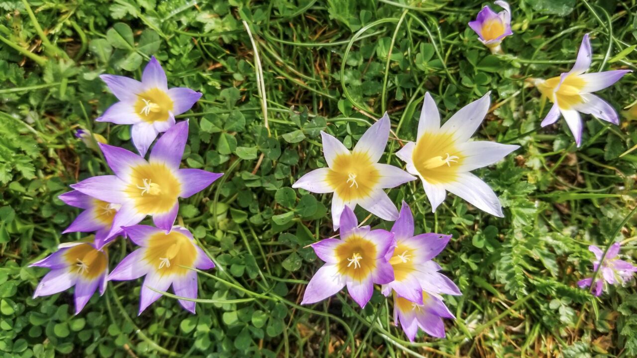 Fiori di falso zafferano