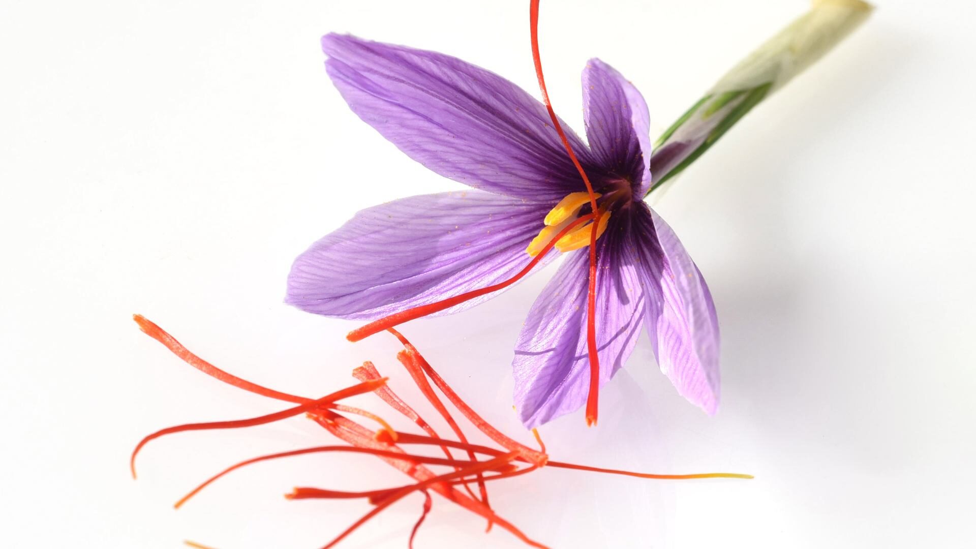 Fiore di crocus sativus