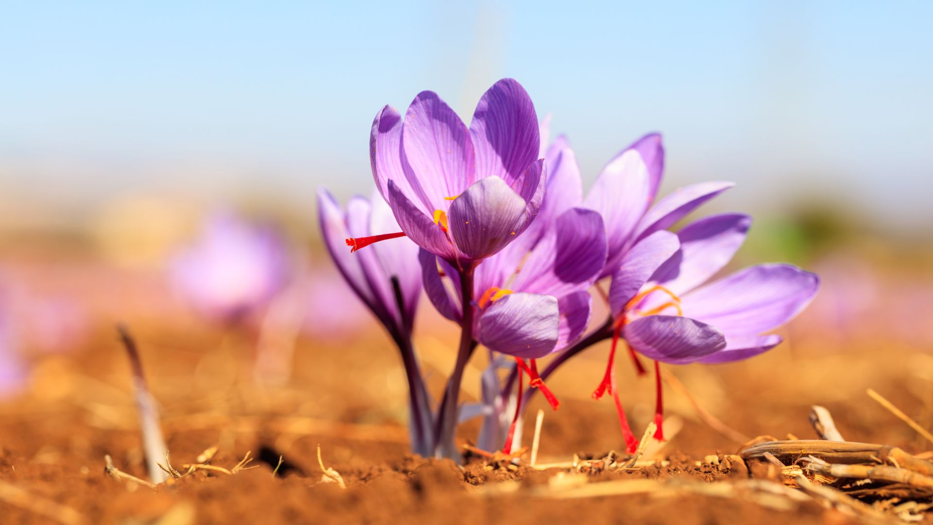 Fiori di zafferano in un campo 