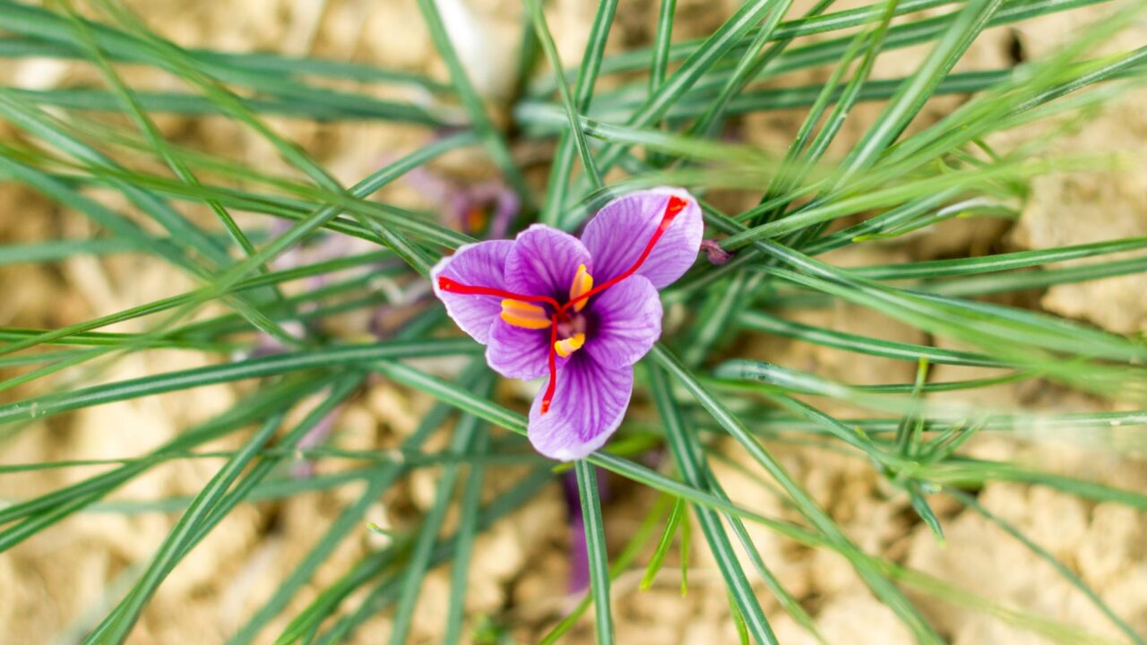 Fiore di zafferano con stimmi