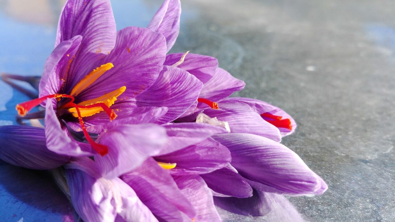 Fiori di zafferano