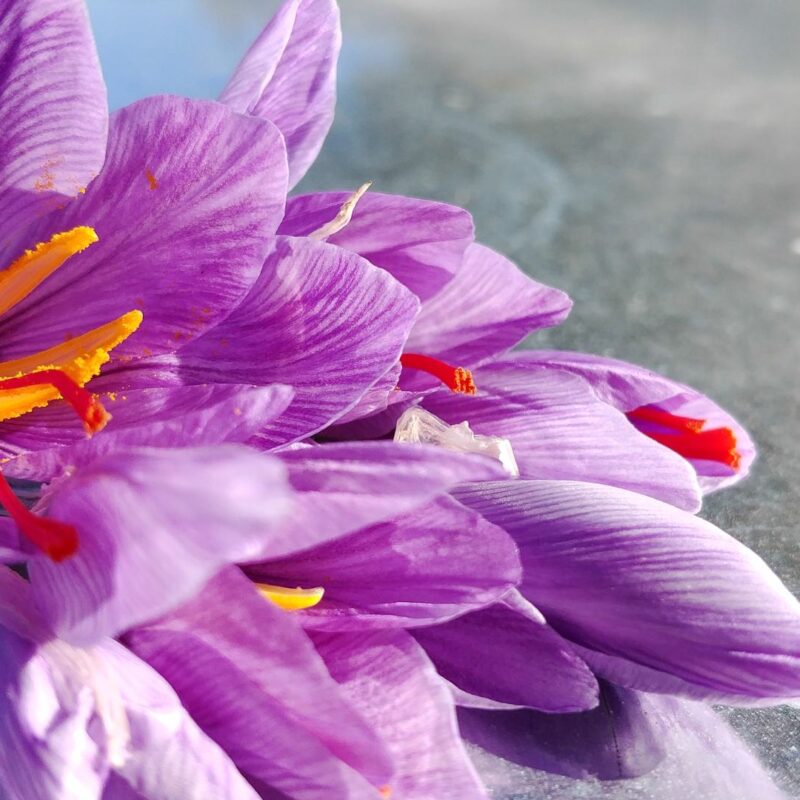 Fiori di zafferano