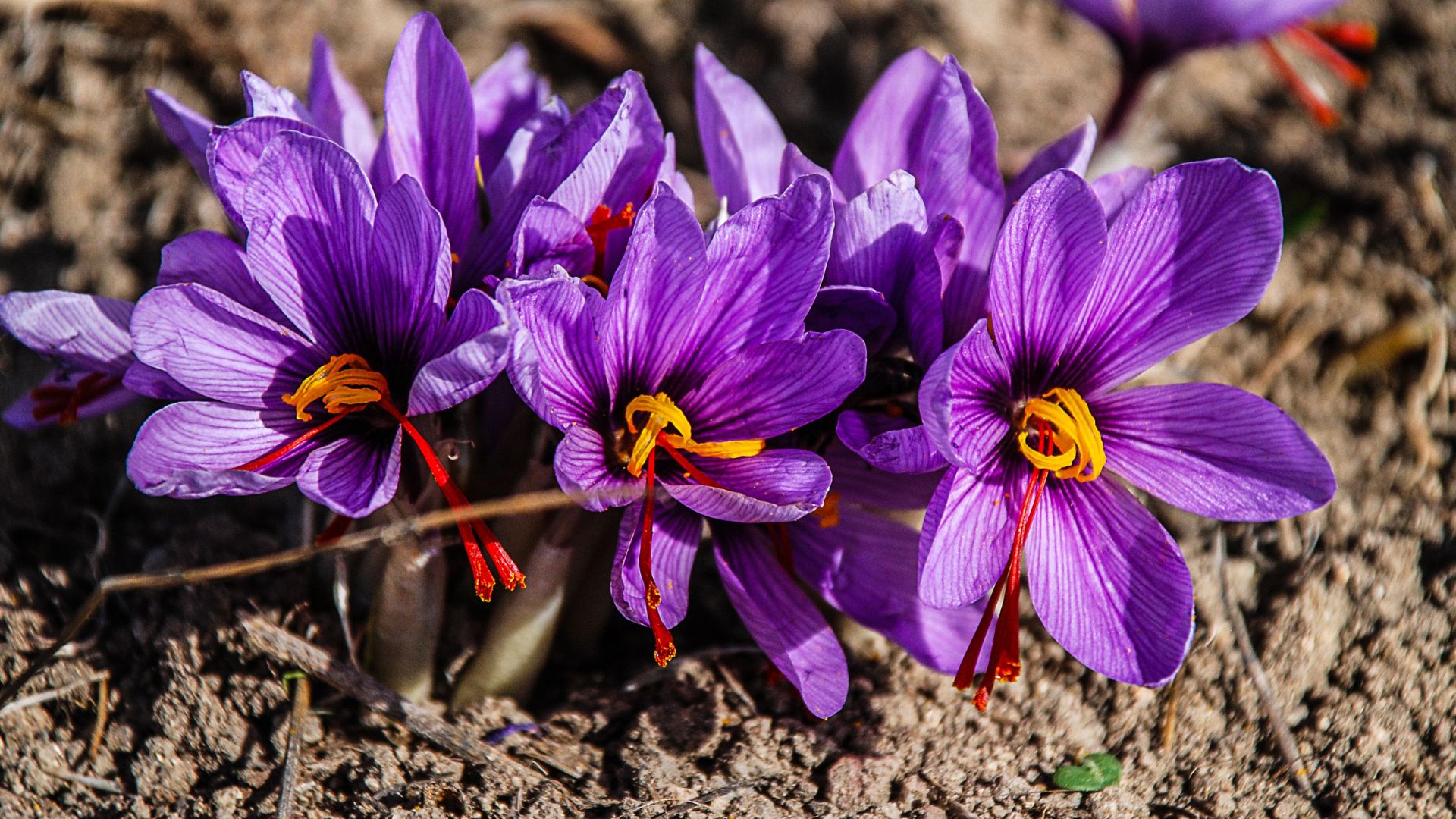 Vari fiori di zafferano piantati in un campo