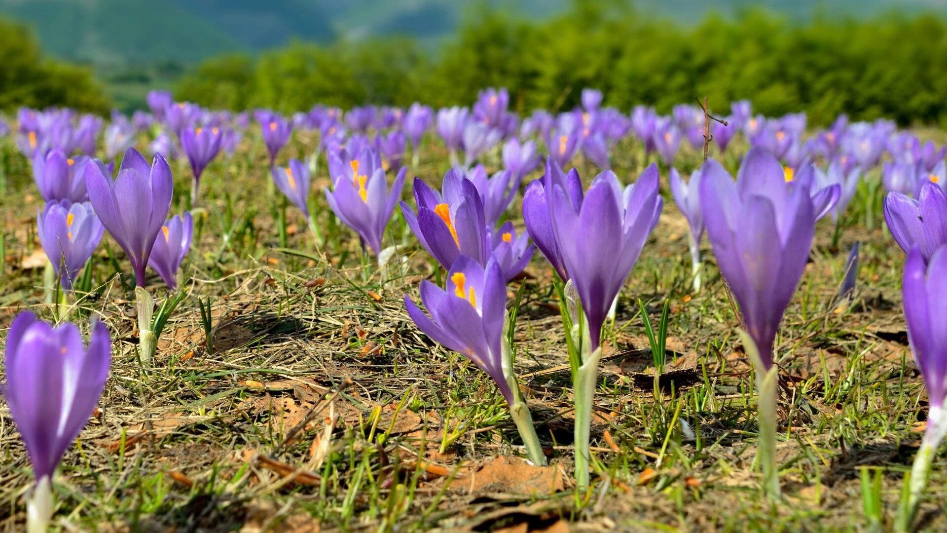 Fiori di zafferano