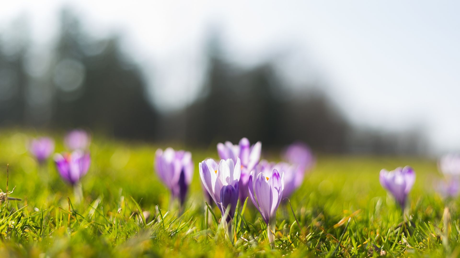 Raccolta dello zafferano: fiori alle prime luci dell'alba