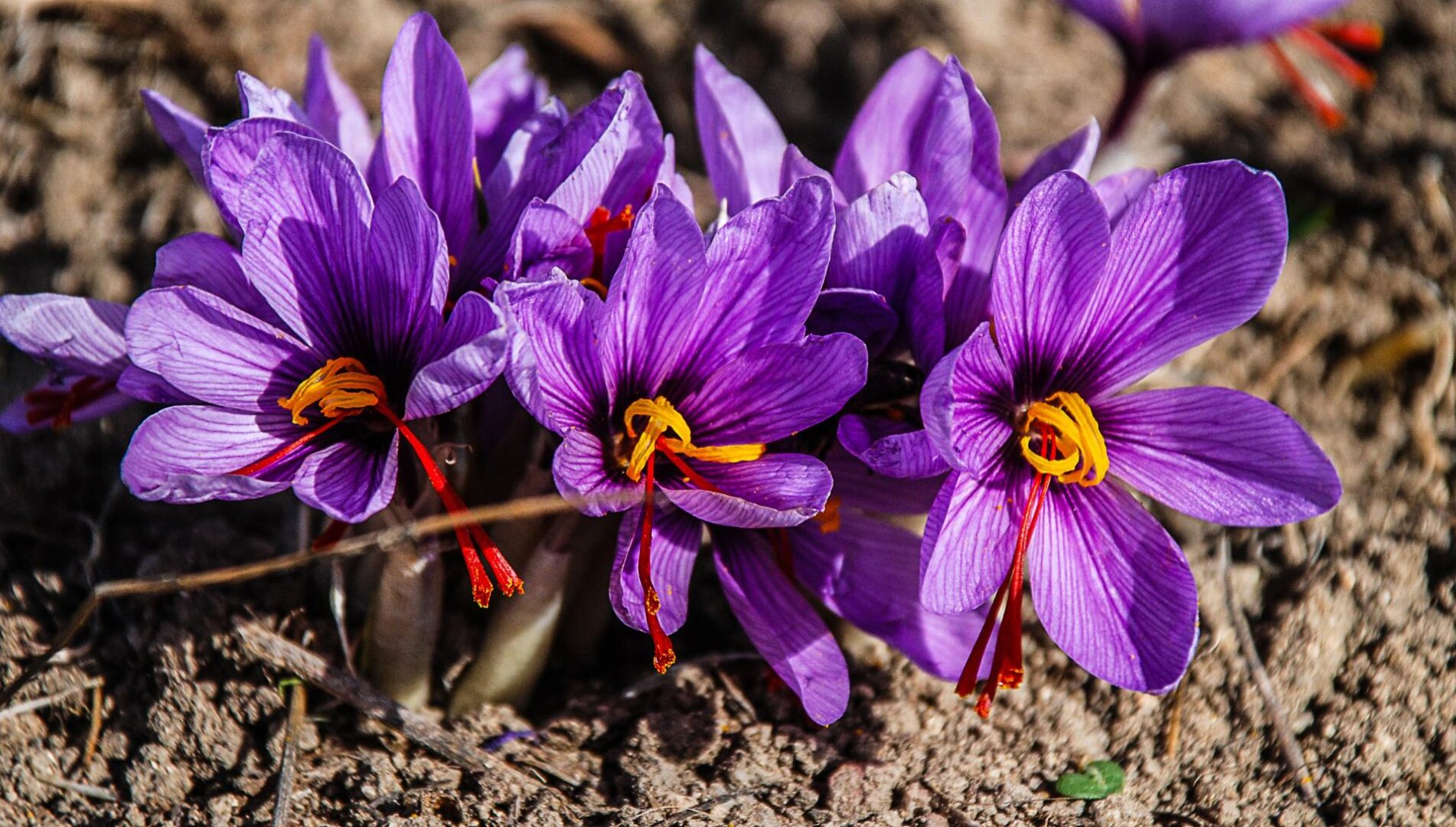 Fiori di zafferano appena sbocciati