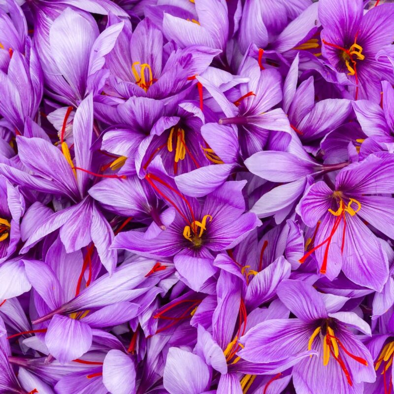 fioritura-crocus-sativus
