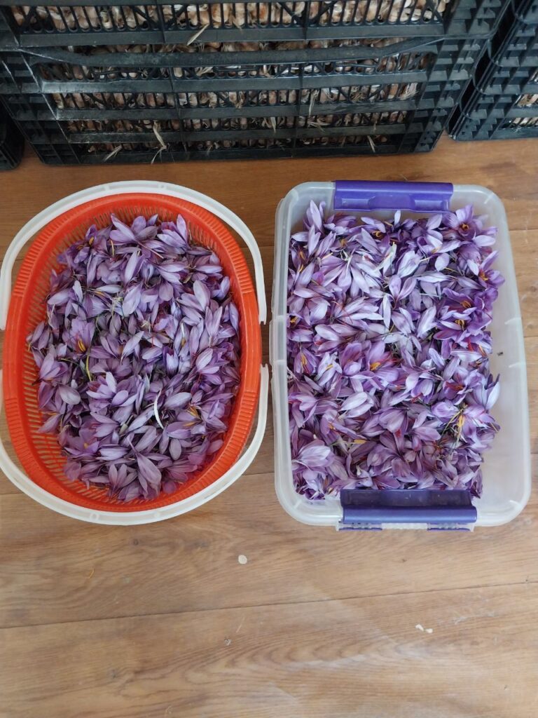 Fiori di zafferano smistati nei contenitori