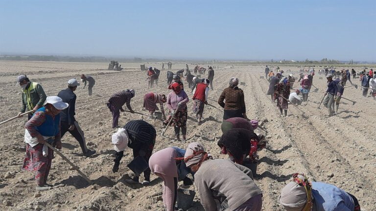 Lavoratori che coltivano zafferano