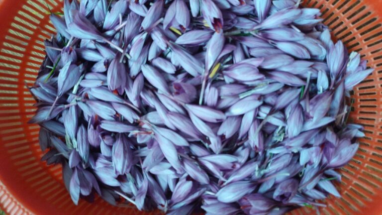 Fiori di zafferano ancora chiusi