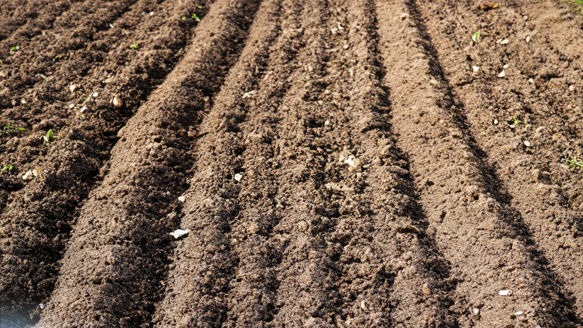 Terreno di coltivazione dello zafferano pronta per piantare i bulbi