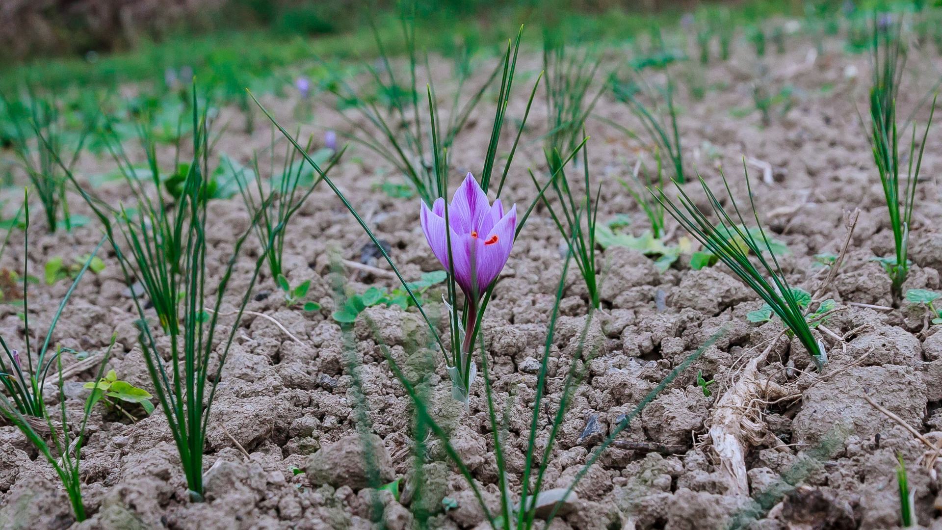 Fiore di zafferano in un campo 