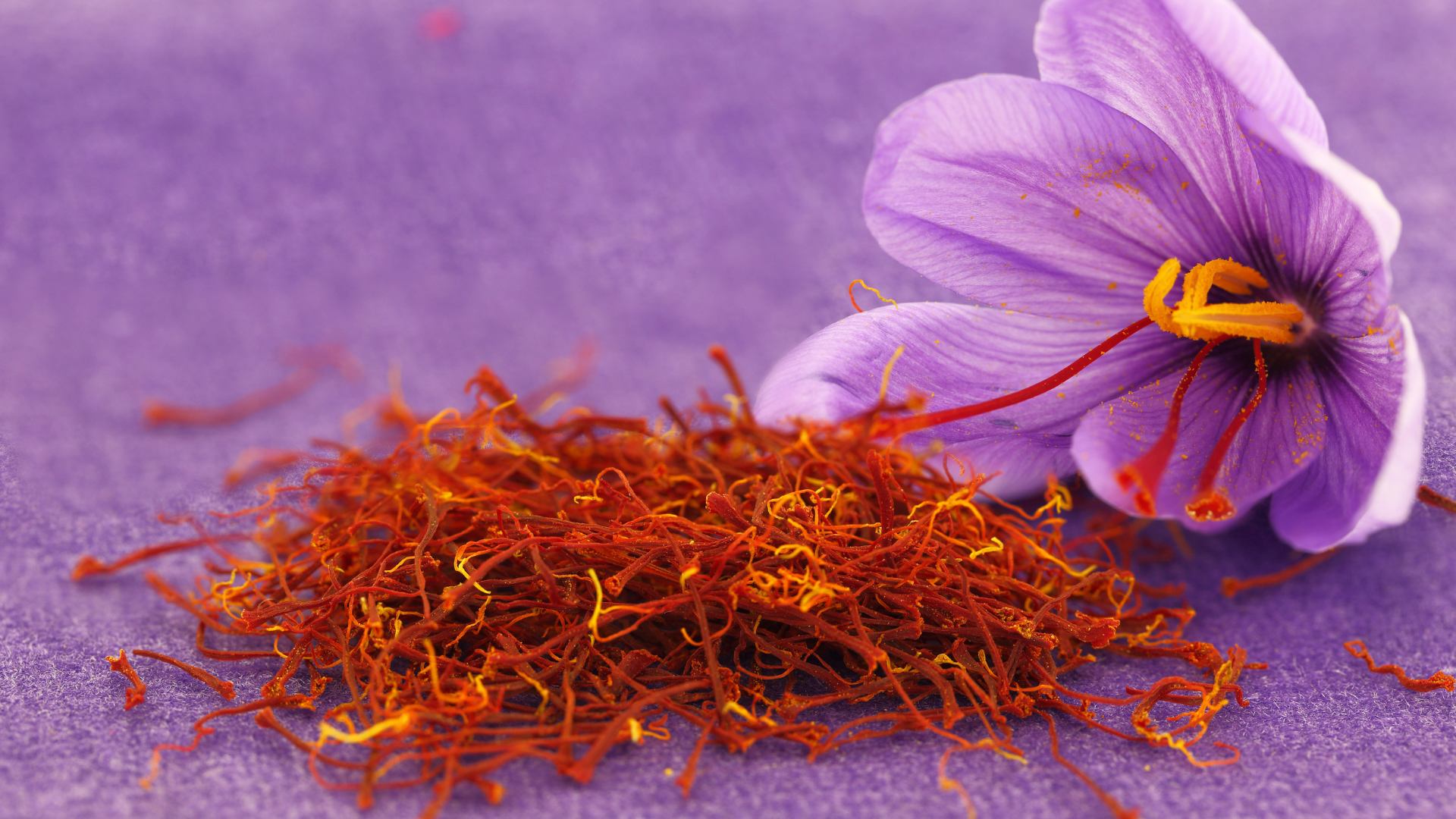 Fiore di crocus sativus con stimmi