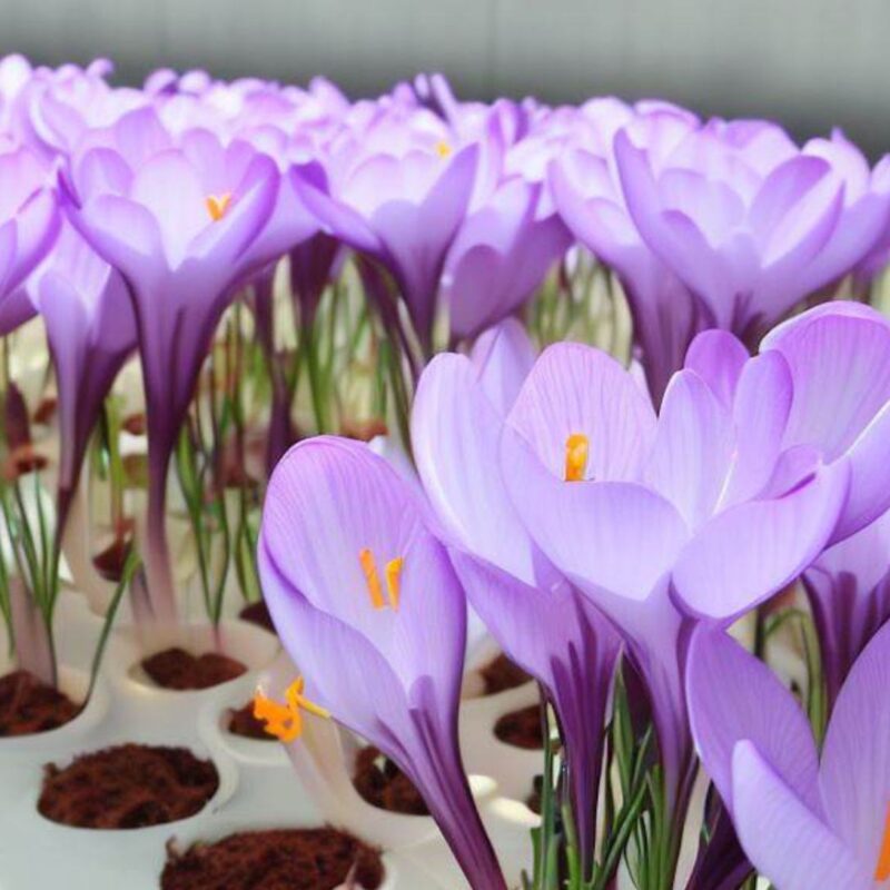 Zafferano in idroponica con fiori già sbocciati